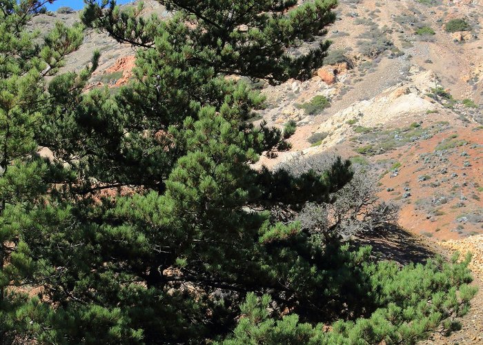 Del Libertador Hill Monterey pine (Pinus radiata) · iNaturalist photo