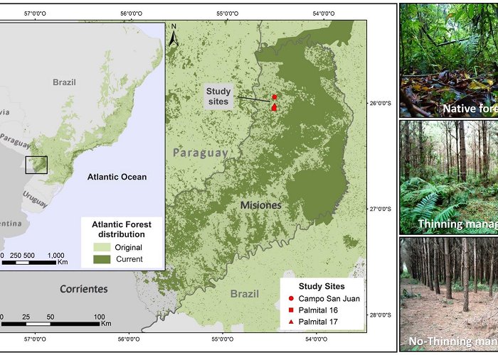 Plateau Frontiers | Thinning Partially Mitigates the Impact of Atlantic ... photo