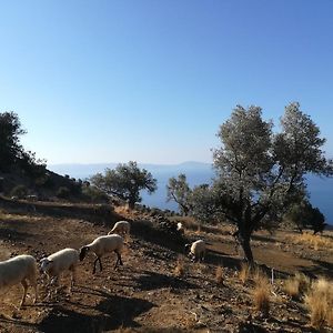 איה גליני Sea Breeze Ecological Villa Exterior photo