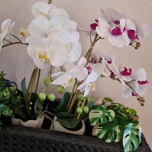 מונפלקונה Alloggio Orchidea Exterior photo