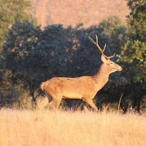 הוילה קאסטלו בראנקו Monte Barata Wildlife Tourism Exterior photo