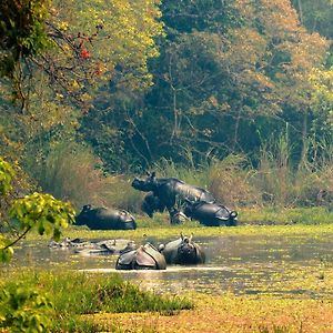 סאורהה Chitwan Gaida Lodge - Animal Lovers & Birdwatchers Paradise Exterior photo