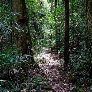 הוילה Springbrook Lyrebird Retreat Exterior photo