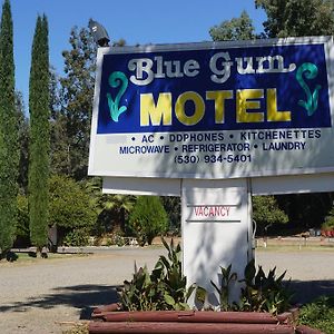 ווילוס Blue Gum Motel Exterior photo